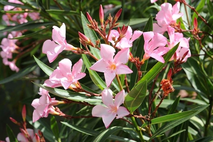 Oleandro A Cespuglio "Nerium Oleander" Pianta In Vaso ø18 Cm COLORI CASUALI