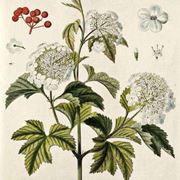 Disegno botanico del viburnum opulus, o palla di neve