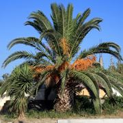 palme da giardino prezzi