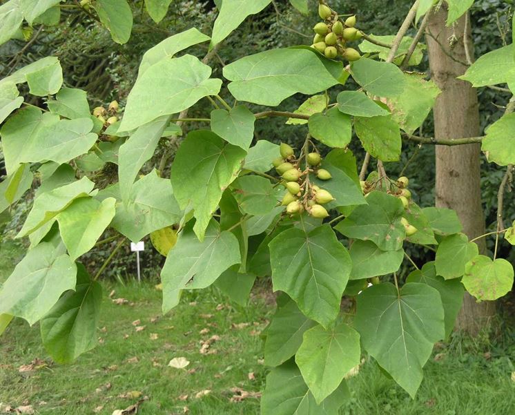 Paulonia pianta