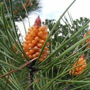 Pinus pinaster, particolare di foglie e frutto
