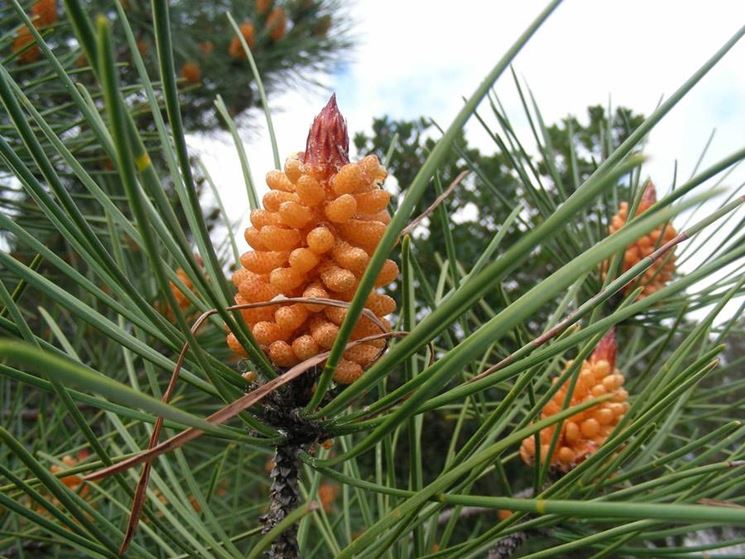 Pinus pinaster, particolare di foglie e frutto