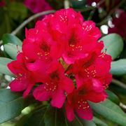 Rododendro in fiore