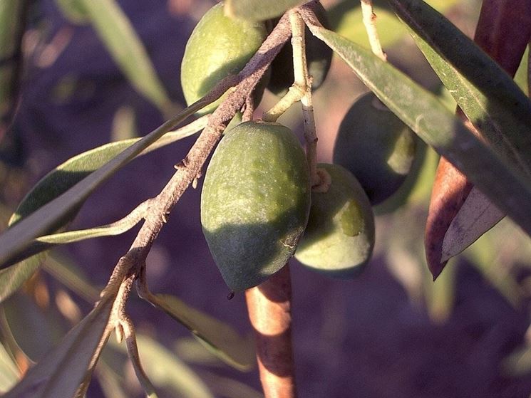 Esempio di frutti della pianta di ulivo.