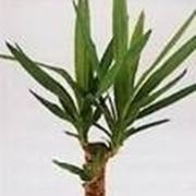 yucca pianta da esterno