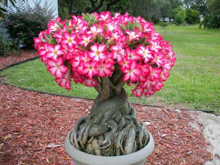 Adenium Adenium Obesum Piante Grasse Caratteristiche Dell Adenium