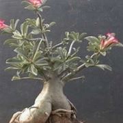 rosa del deserto pianta