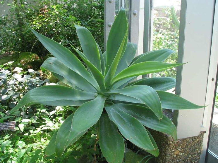 Agave attenuata