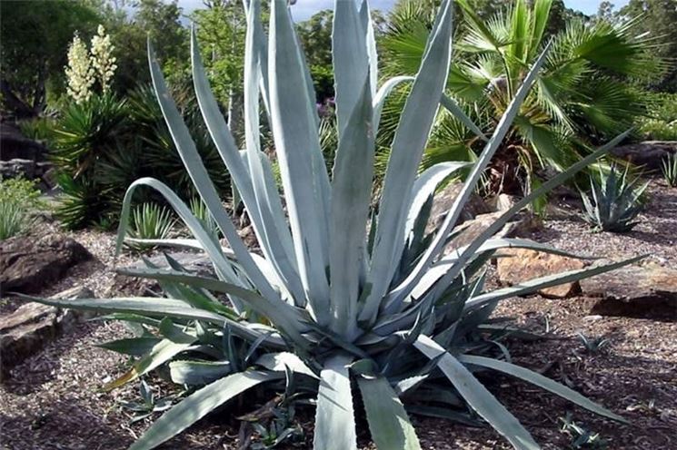 Un esemplare di agave americana