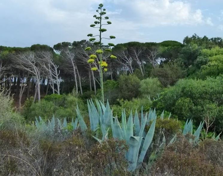 Un esemplare di agave fiorita nel pieno della sua maturità