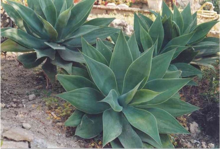 Giovani piante di agave