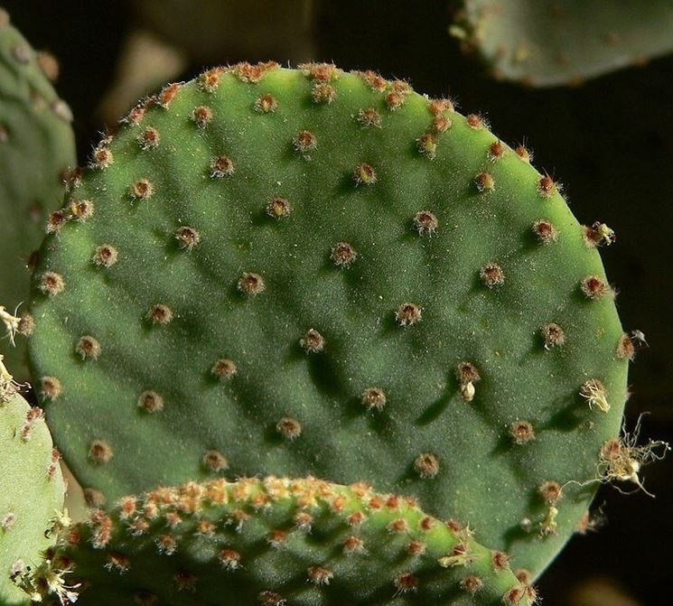 Un esemplare di cactus