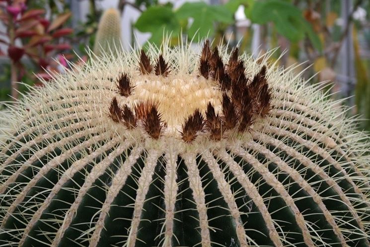 Echinocactus semi