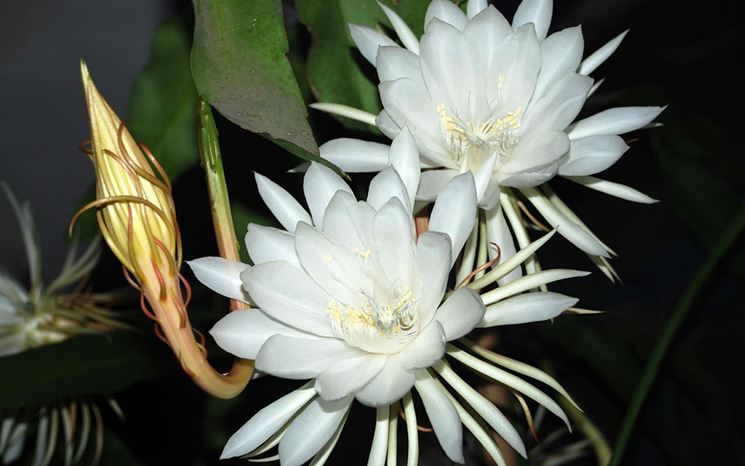 epiphyllum bianco
