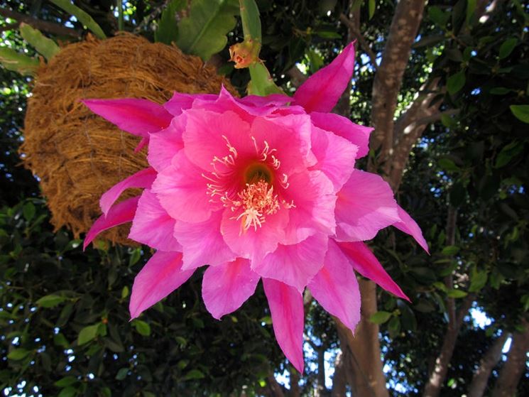 epiphyllum rosa