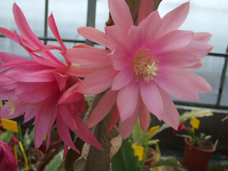 Epiphyllum rosa