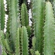 euphorbia cactus
