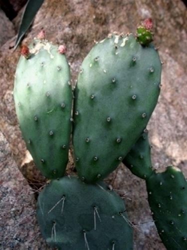 opuntia grandis 0836