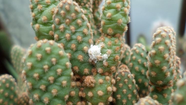 malattie cactus