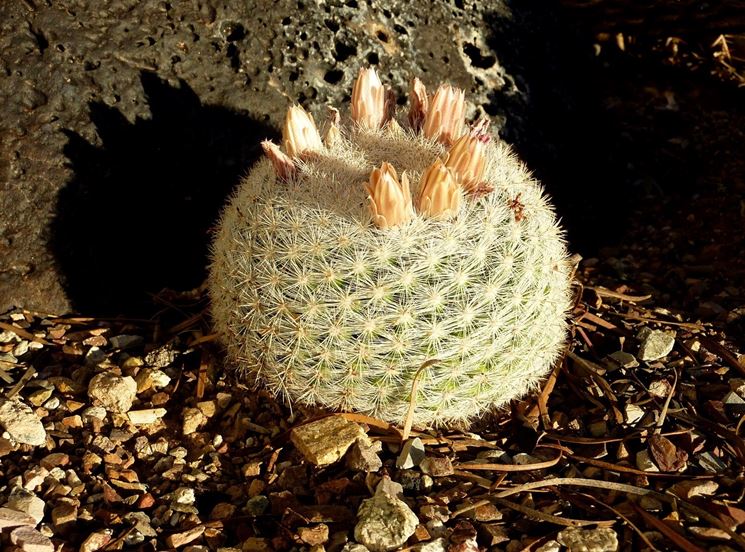 Mammillaria