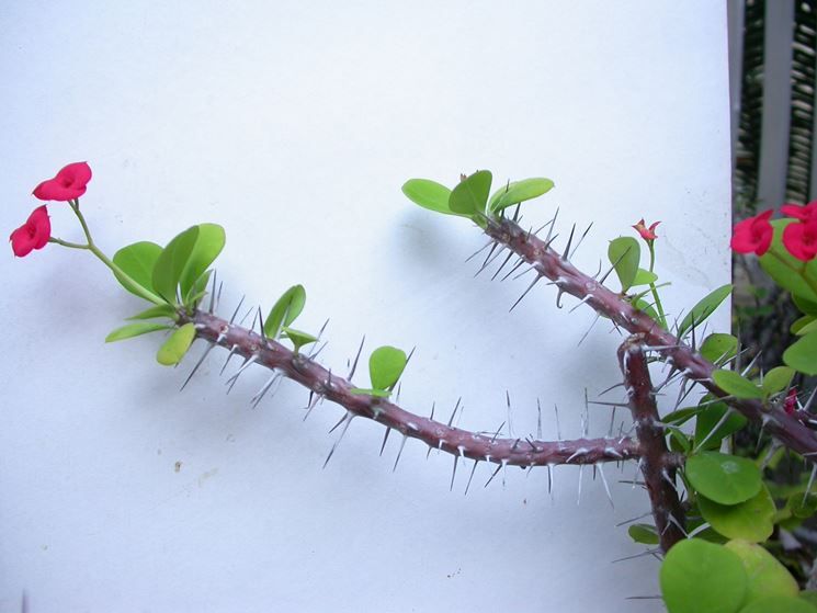 Euphorbia milii, o corona di Cristo