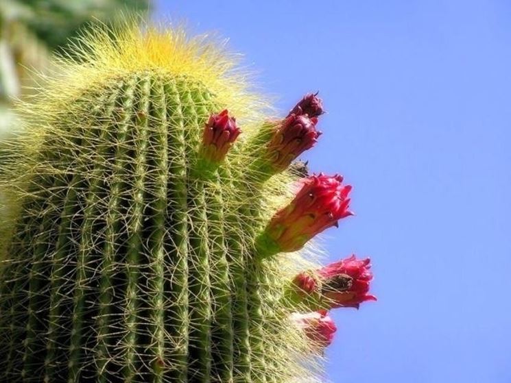 Cactus con fiori