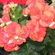 Fiori della pianta di Begonia