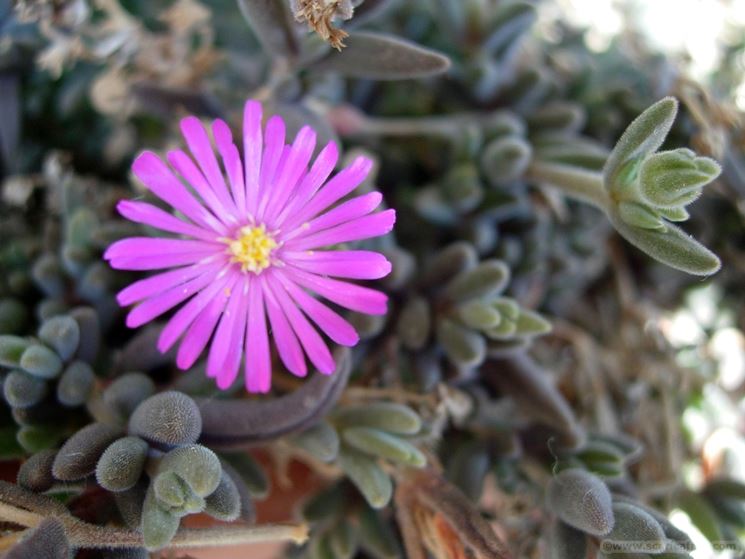 Pianta grassa con fiore