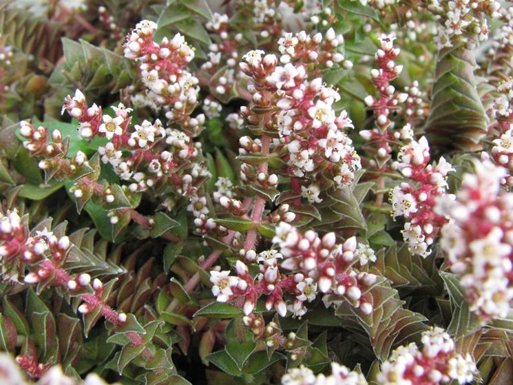 Crassula tabularis