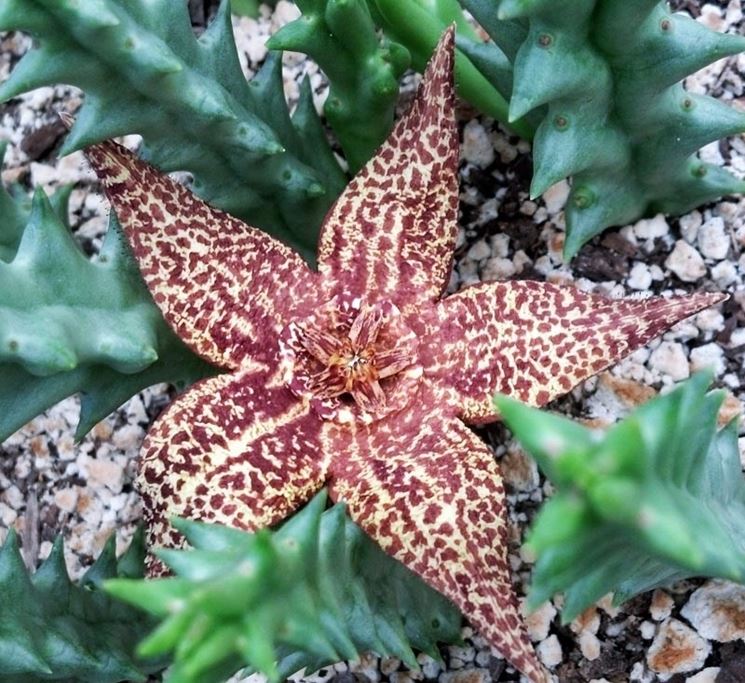 Fiore di stapelia