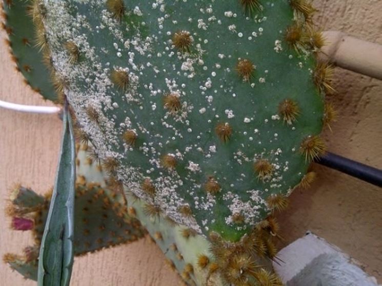Foglia di cactus attaccata dalla cocciniglia