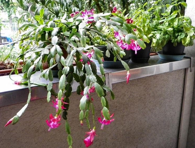 Schlumbergera