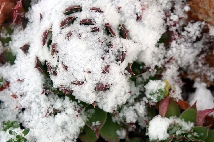 Pianta grassa sommersa dalla neve