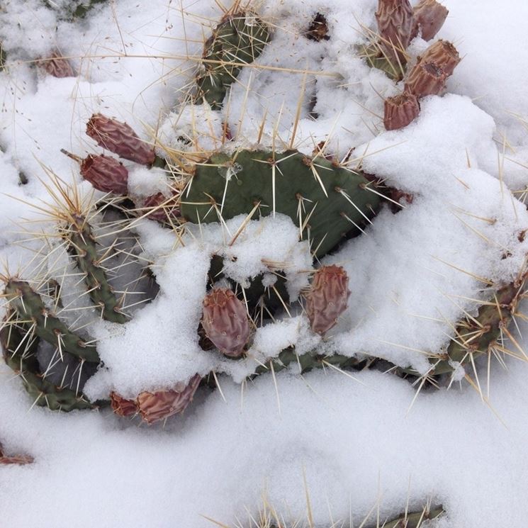 Pianta rovinata dalla neve