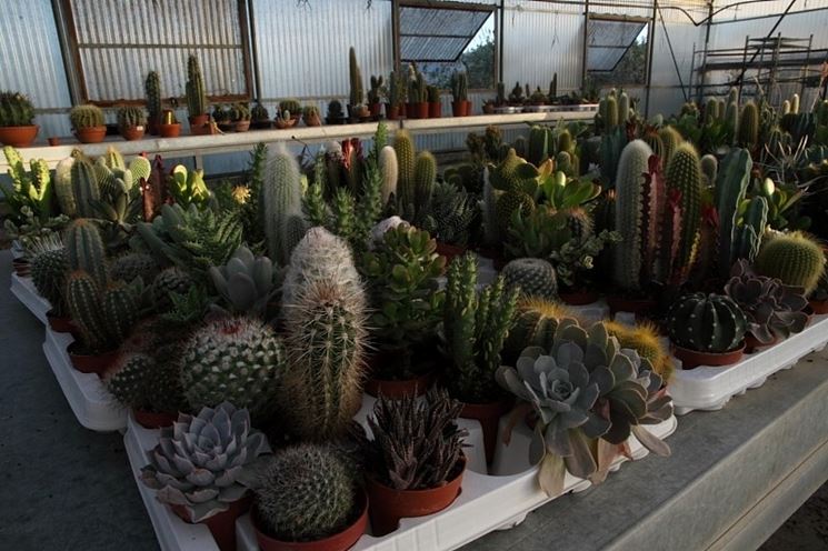 Mix Di Rocce Vulcaniche Per Piante Grasse E Cactus - 1 Kg - Terriccio Drenante E Decorativo, Ideale Per Bonsai E Terrari
