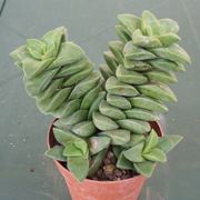 Esemplare di pianta grassa succulenta
