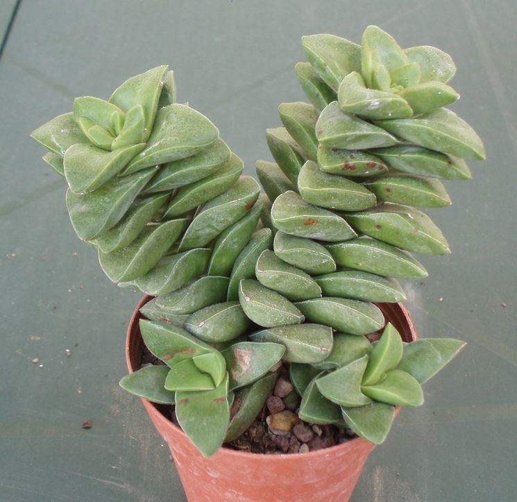 Esemplare di pianta grassa succulenta
