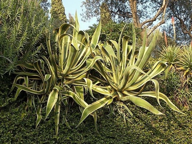 pianta di agave