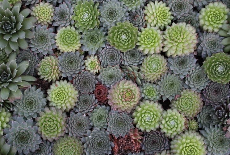 Sempervivum