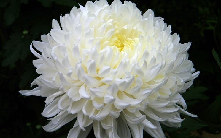 Crisantemo bianco