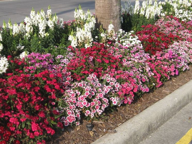 Bordura di dianthus