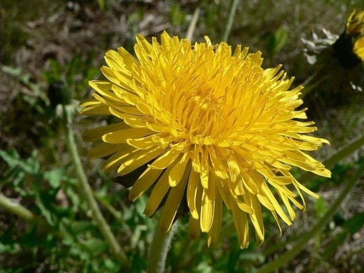 Fiori Gialli Spontanei Primaverili