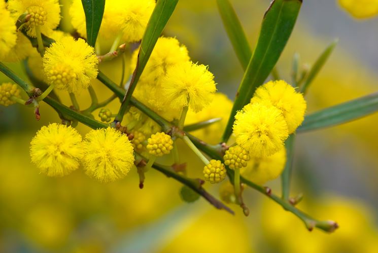 Caratteristiche infiorescenze della Mimosa