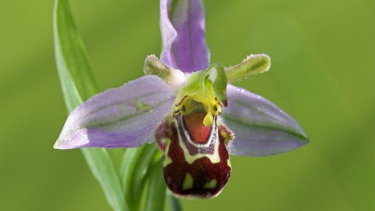 Fiore di orchidea vesparia, simile a Shrek