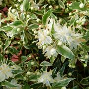 piante da giardino perenni