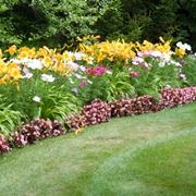 fiori da giardino perenni