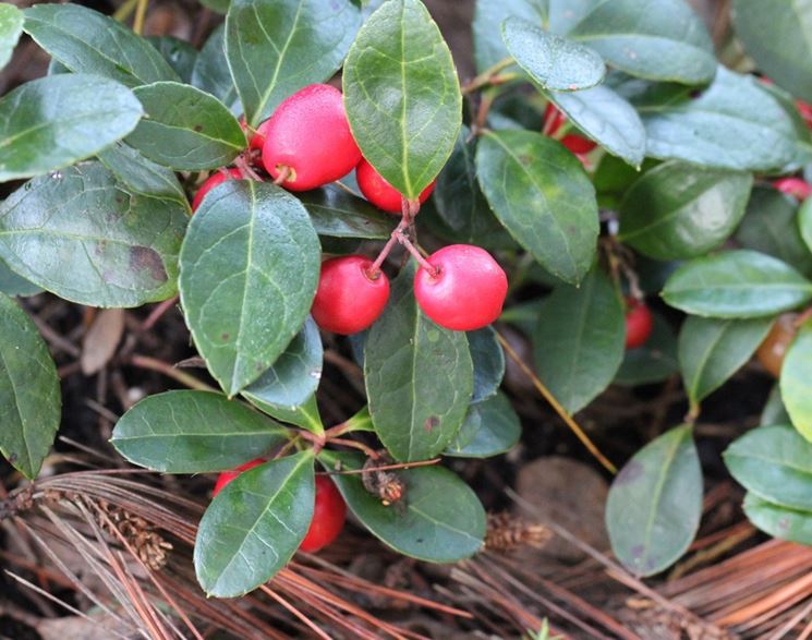 Gaultheria bacche