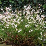 Gaura fiori bianchi