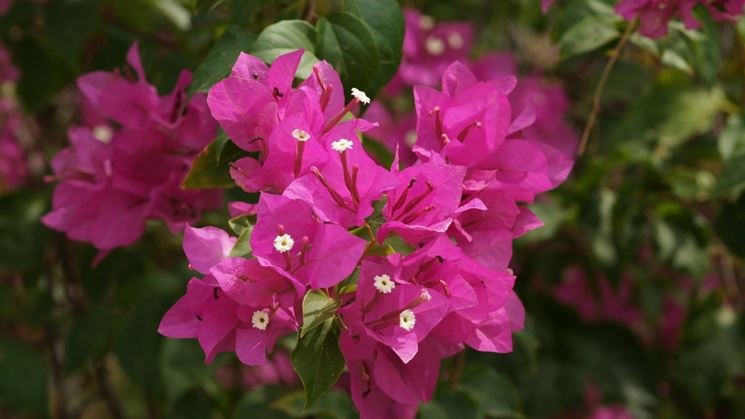 Fiori di bouganville