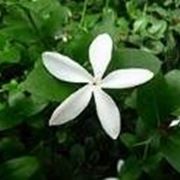 Gelsomino (Jasminum polyanthum)